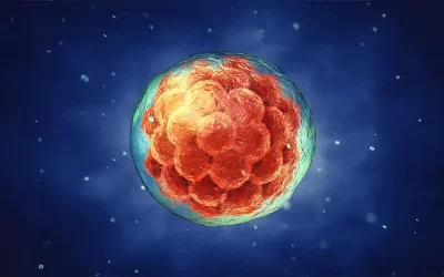 Embrião tem prazo de validade?