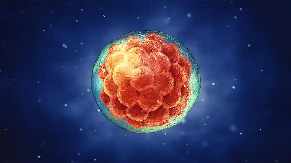 Embrião tem prazo de validade?